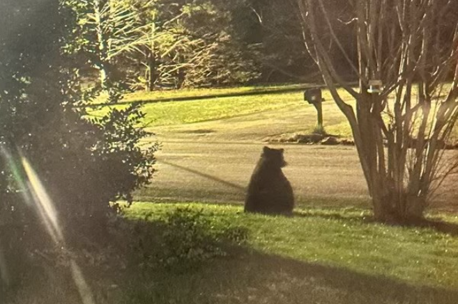 Bear seen on Goochland home’s lawn on Thursday, March 7 (Photo: Timothy Bynum)