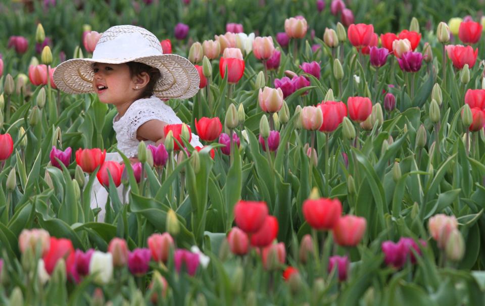 Two-year-old Carmela Izzo, of Providence, enjoys being among the tulips at Wicked Tulips Farm in Johnston on Thursday. [The Providence Journal / Bob Breidenbach]