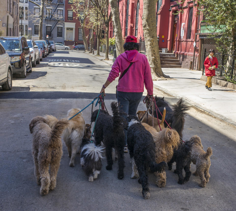 Dog walkers are high in demand in expensive markets like NYC, but aren’t represented across America.