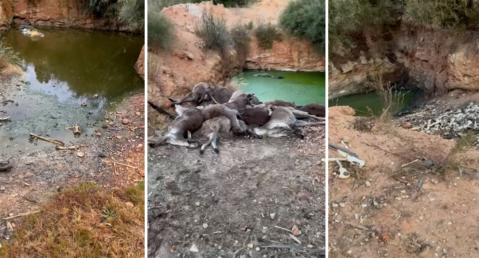 Stills from October 2023, December 2023, and March 2024. They show the decaying bones and bodies. And bright green water in the pit.