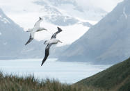 Al contrario que el colibrí garganta de rubí, el albatros errante es una de las aves más grandes, pero eso no le impide tener una autonomía de vuelo de unos 5.500 kilómetros. Viven en diferentes islas del hemisferio austral. (Foto: Getty Images).