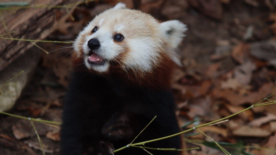 An undated photo of a red panda at John Ball Zoo. (Courtesy John Ball Zoo)