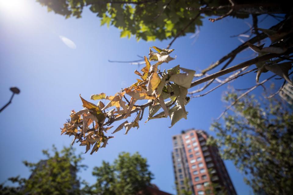 Trees along Pacific St. are pictured losing their leaves in the hot weather in Vancouver, British Columbia on Monday, July 5, 2021. 