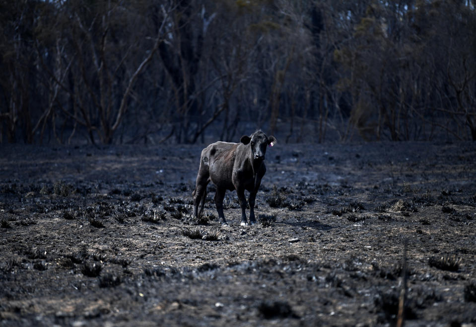 Picture of a cow standing in a burnt paddock, which was devastated by the bushfires that swept through Rappville.