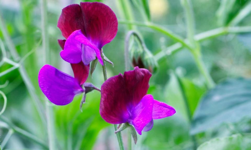 Sweet pea ‘Matucana’ was brought to the UK from Sicily in 1699.