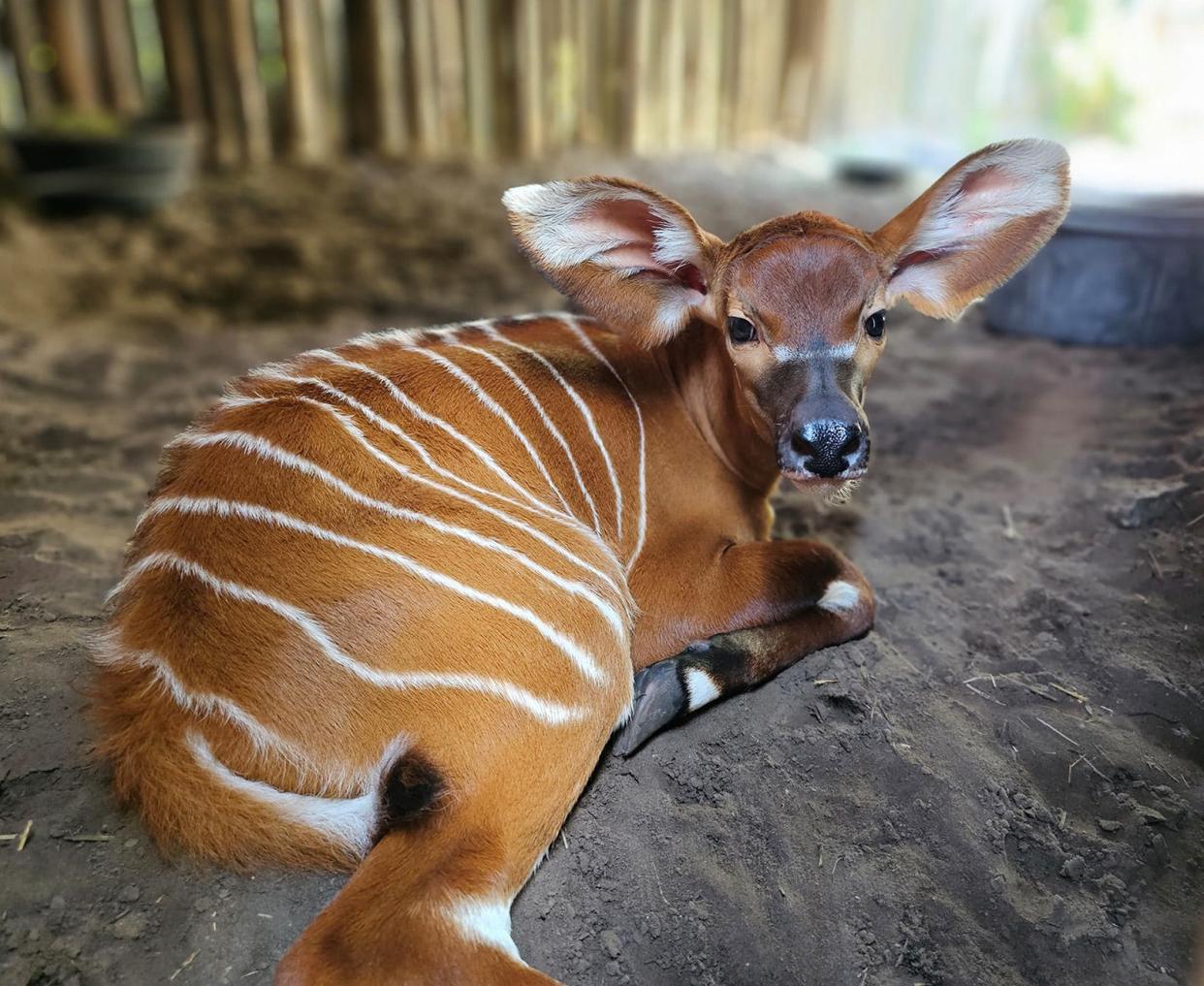 This eastern bongo calf was born June 25 at the Jacksonville Zoo and Gardens to parents Shimba and Mickey. Also known as mountain bongo, the critically endangered members of the antelope family are native to Kenya.