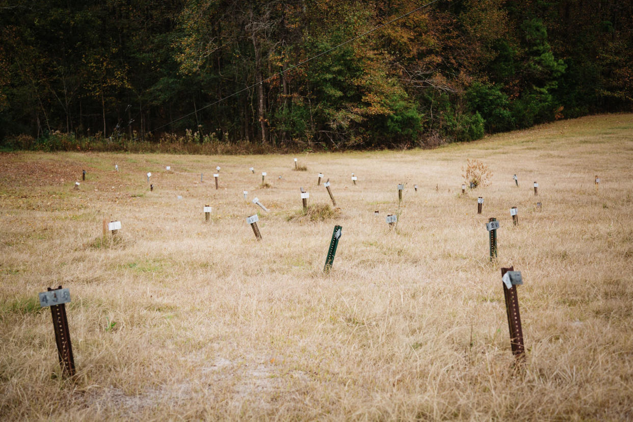 Numbered graves at the Hinds County penal farm. (Ashleigh Coleman for NBC News)