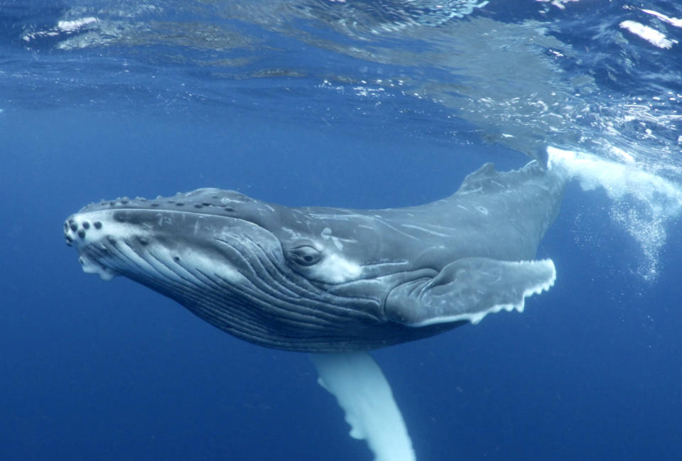 Humpback whales off the coast of Tonga. (Photo: Grant Thomas/Caters News) 