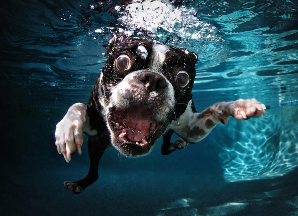 Underwater Dogs