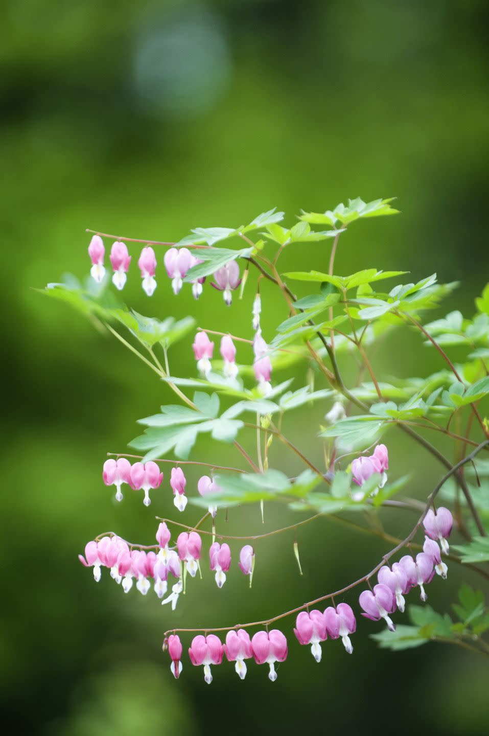 shade flowers bleeding heart