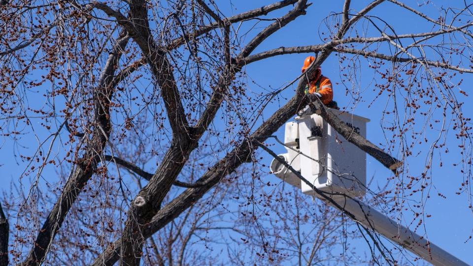 Workers in Ottawa clean a tree damaged by an ice storm April 7, 2023.