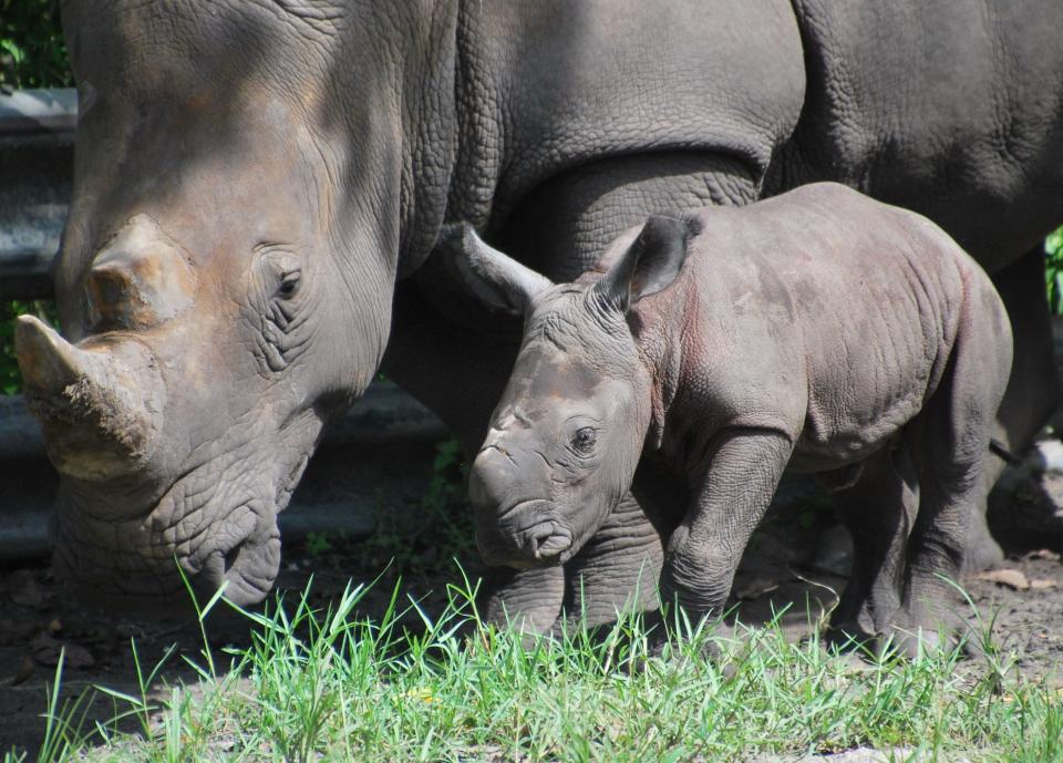 Alissa, a female southern white rhinoceros born Aug. 19 at Lion Country Safari, shares a moment with mother Anna. She's the 40th calf delivered in the park since 1979.