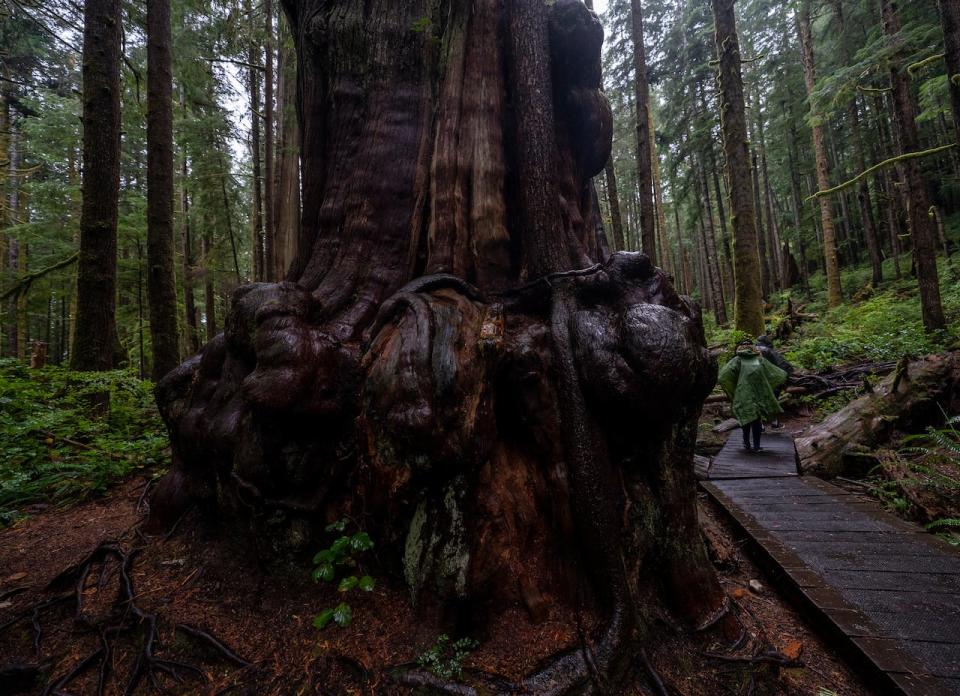 Environmental advocacy groups say the province has not fully delivered on the recommendations in a report on the future of old-growth forests. (Jonathan Hayward/The Canadian Press - image credit)