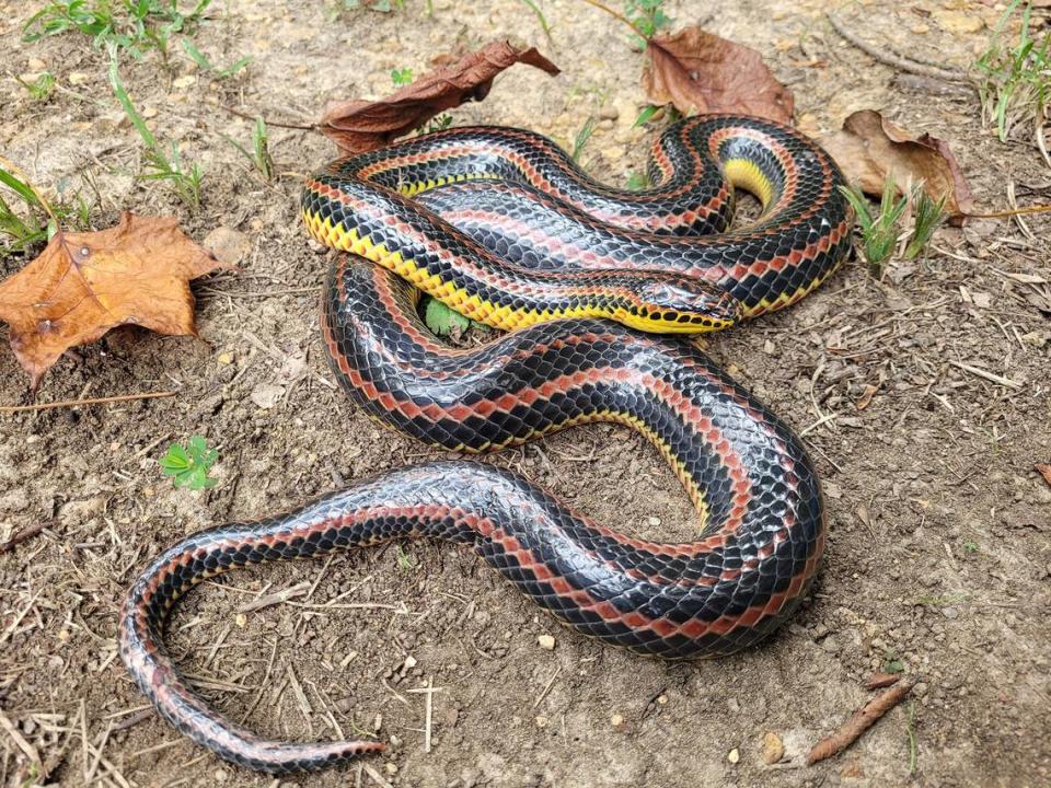 The recently rescued Rainbow snake stretched 62 inches, longer than average.