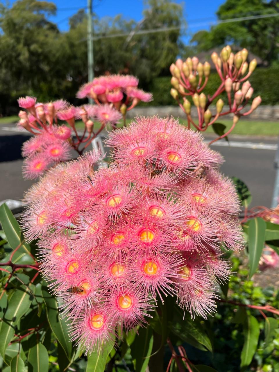 Corymbia eucalyptus tree flowers