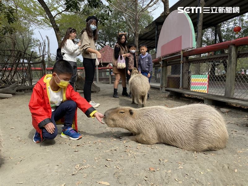 來頑皮與動物春日逍遙樂！2月27日至3月1日兩人同行門票只要799元。（圖／頑皮世界提供）