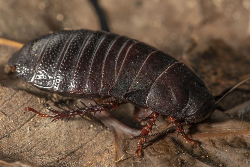 The wood-feeding cockroach was thought to be extinct for decades, after extensive searches turned up no populations on Lord Howe Island. Justin Gilligan/DPE