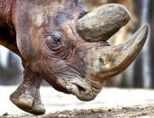 <p>The black rhinoceros Kalusho, born 30 years ago in Zimbabwe, walks in its enclosure in the zoo in Frankfurt, Germany, Feb. 3, 2017. (Photo: Michael Probst/AP) </p>