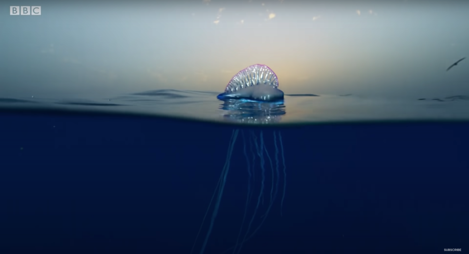 A Portuguese man o' war floating in the middle of the blue ocean. 