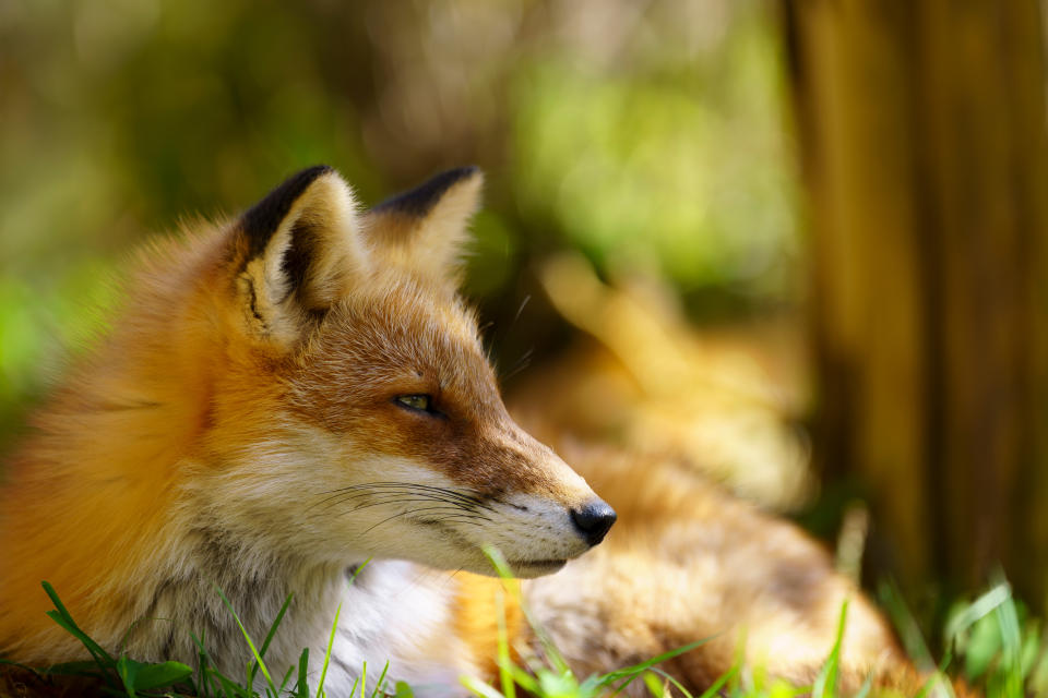 a fox cub in a woodland