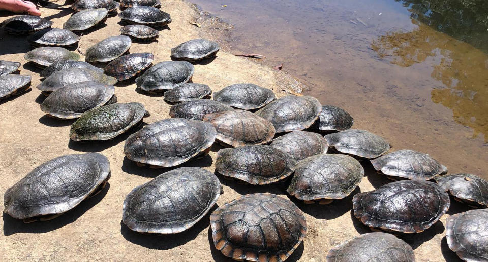 Group of turtles lined up along river bank in NSW, Australia. 