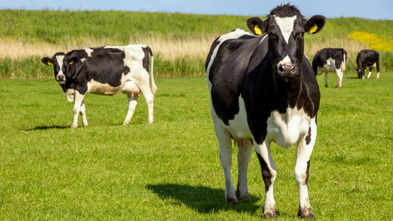 Holstein cows grazing