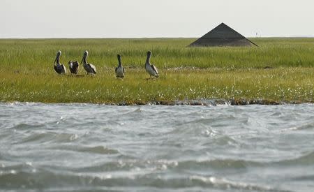 Pelicans stand near the remains of a house formerly on Cedar Island, which now rests in a marsh off the coast of Wachapreague, Virginia July 20, 2014. REUTERS/Kevin Lamarque