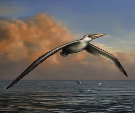 An artist's reconstruction of the world's largest-ever flying bird, Pelagornis sandersi, identified by Daniel Ksepka, Curator of Science at the Bruce Museum in Greenwich, Connecticut is pictured in this undated handout image provided by Bruce Museum. REUTERS/Liz Bradford/Bruce Museum