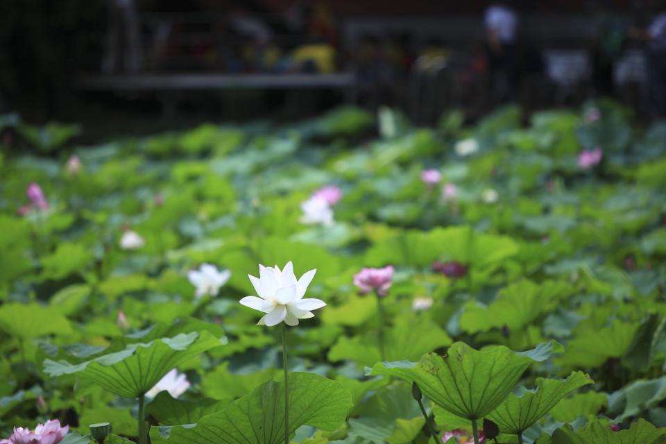 濕地荷花綻放美景（圖片來源：Getty Creative）