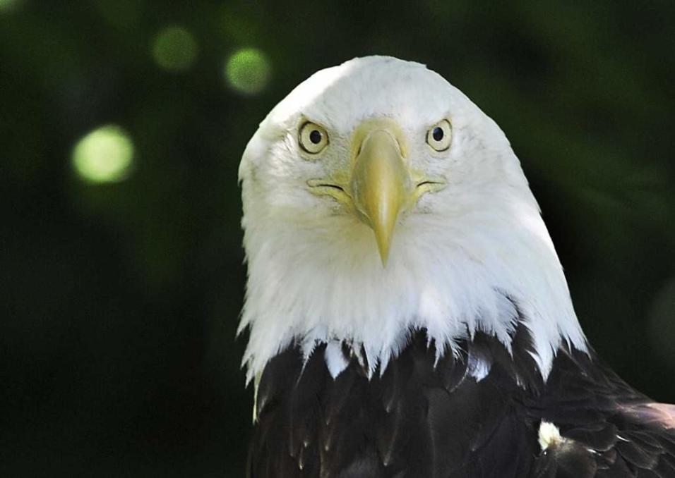  Bald eagles typically prey on fish, but they also are scavengers, eating roadkill and rodents. About 700 pairs are living in Michigan. (Daniel Mears / The Detroit News)