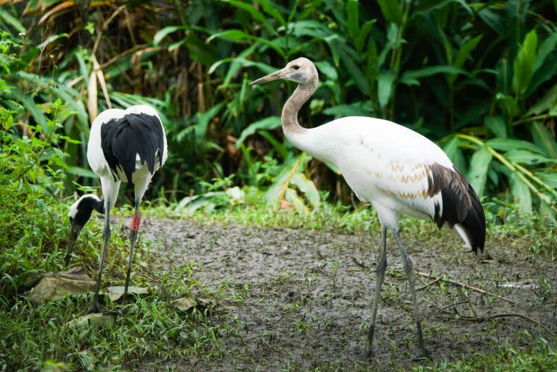 ▲去年6月底在臺北市立動物園誕生的丹頂鶴寶寶「哩鶴」長大了。（圖／臺北市立動物園授權提供）