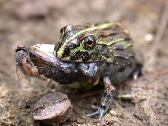 A large frog snacks on a smaller frog.