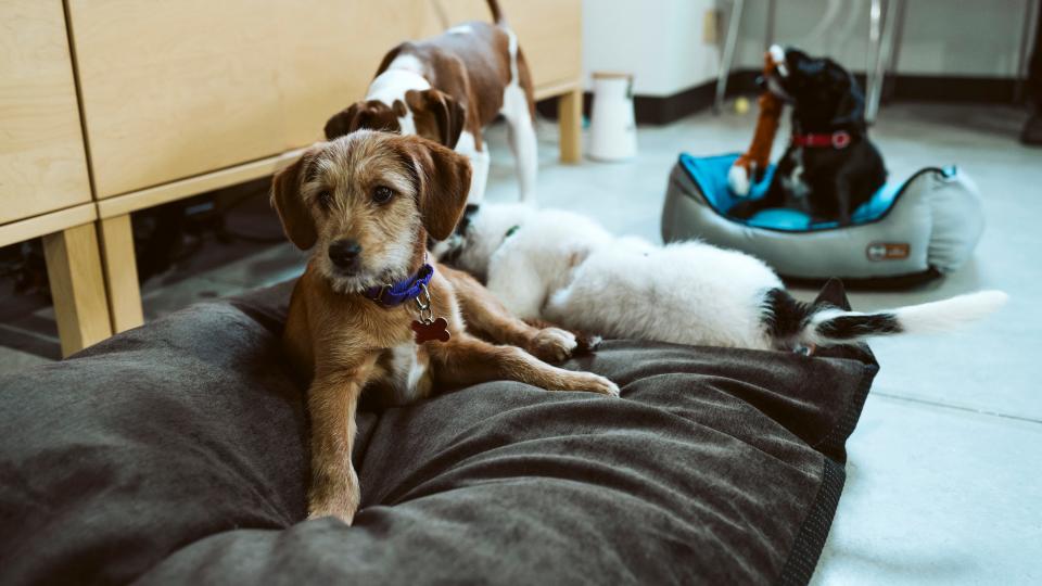 These good boys tested some Petco toys for us and told us which deserve two paws up.