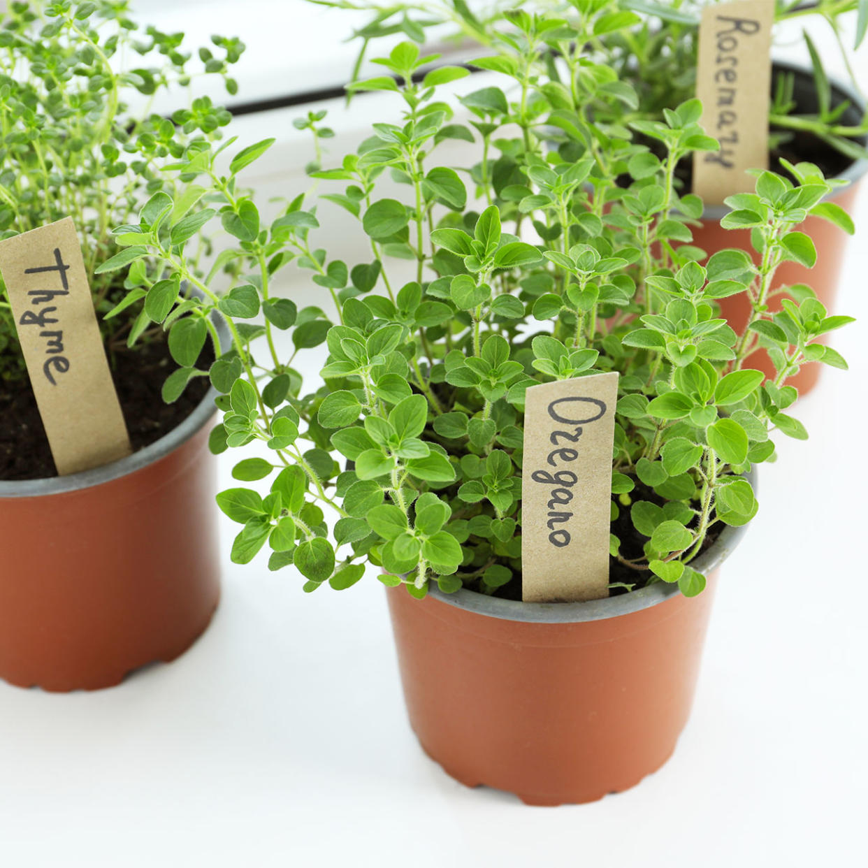 herbs growing in kitchen window