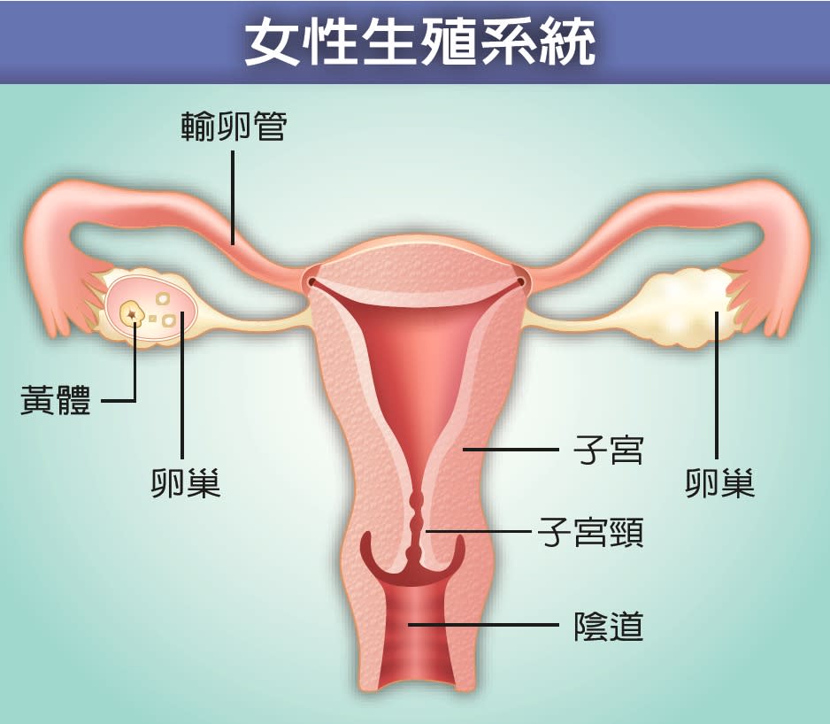 女性生殖系統