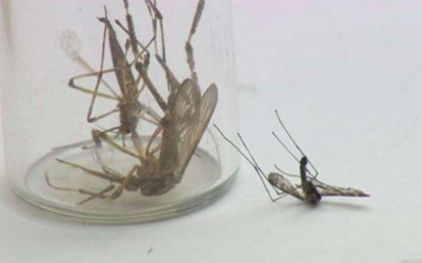 Swarms of uncharacteristically large mosquitoes have overtaken North Carolina