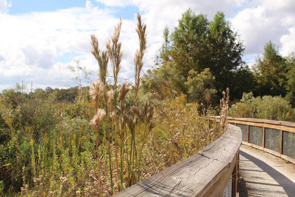 Winding pathways sit above the wetlands at Sweetwater Wetlands Park in Gainesville, Florida on October 31, 2022.