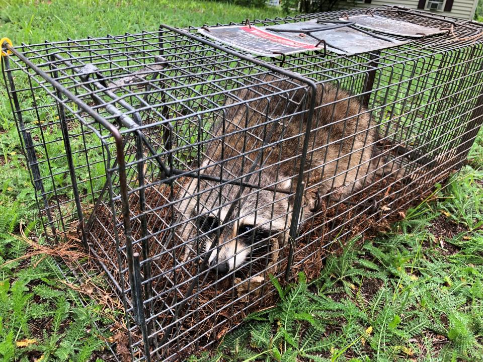 A raccoon sits in a live trap set by the USDA Wildlife Service in South Burlington on Thursday, July 15, 2021. The USDA was setting traps around the area mainly targeting raccoons, foxes and fisher cats to check on the spread of rabies.
