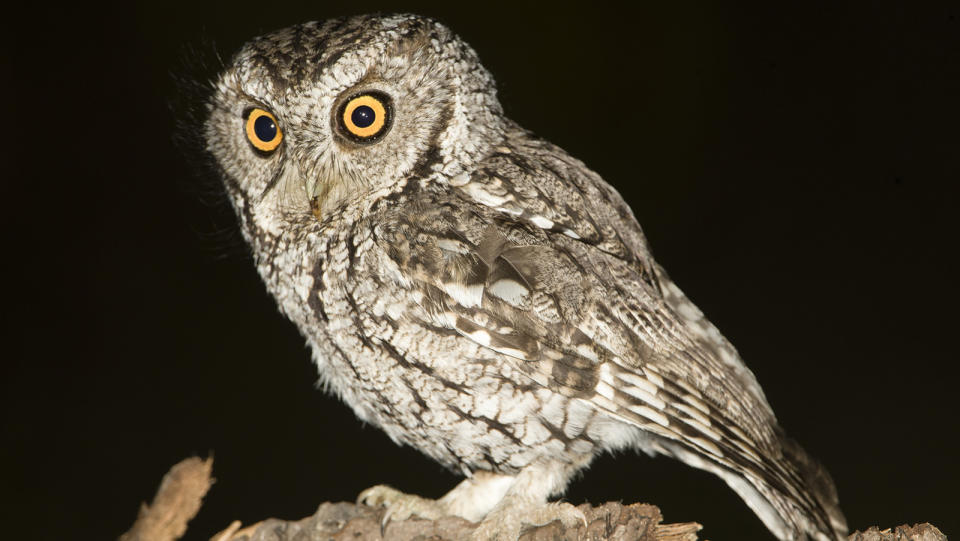 Whiskered screech owl