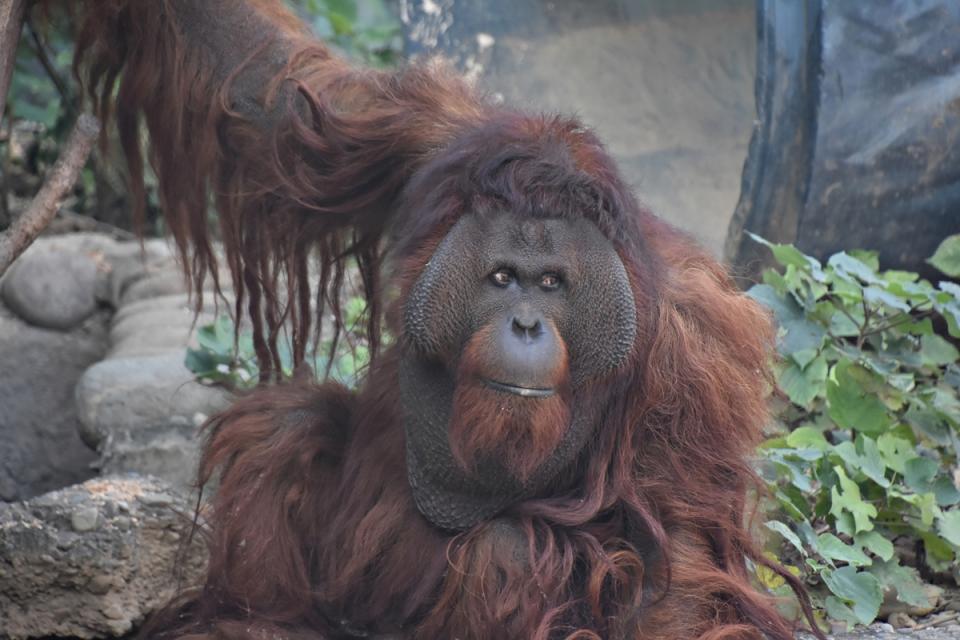 新竹市立動物園的紅毛猩猩「雄大」6年前到台北市立動物園參加繁殖計畫，但卻生性害羞、始終單身，日前牠已返回新竹動物園，經1個月適應後對外亮相。（新竹市立動物園提供）