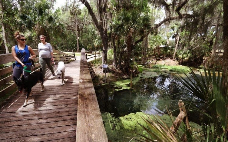 Women walk their dogs on one of the boardwalks over Gemini Springs in DeBary. The park there was identified by local photographers as one of Volusia County's most photogenic places.