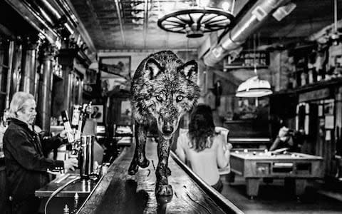 David Yarrow, The Wolf of Main Street - Credit: Courtesy of the artist