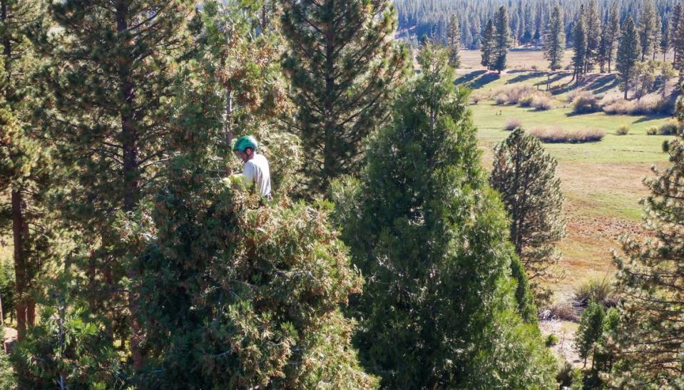 Climber Holden Mercolino gathers incense cedar pine cones for their seeds Oct. 12, 2023, in the Plumas National Forest near Graeagle in October. Xavier Mascareñas/The Sacramento Bee