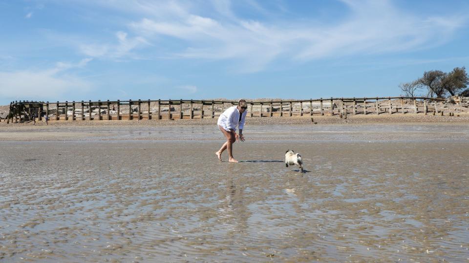 Best dog friendly beaches