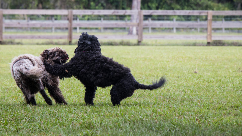 2 Portuguese water dogs playing
