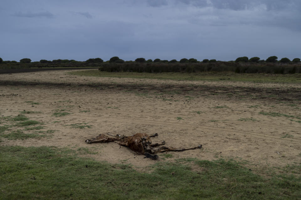 The bones of a dead horse lie in a dry wetland in Doñana natural park, southwest Spain, Wednesday, Oct. 19, 2022. Farming and tourism had already drained the aquifer feeding Doñana. Then climate change hit Spain with record-high temperatures and a prolonged drought this year. (AP Photo/Bernat Armangue)