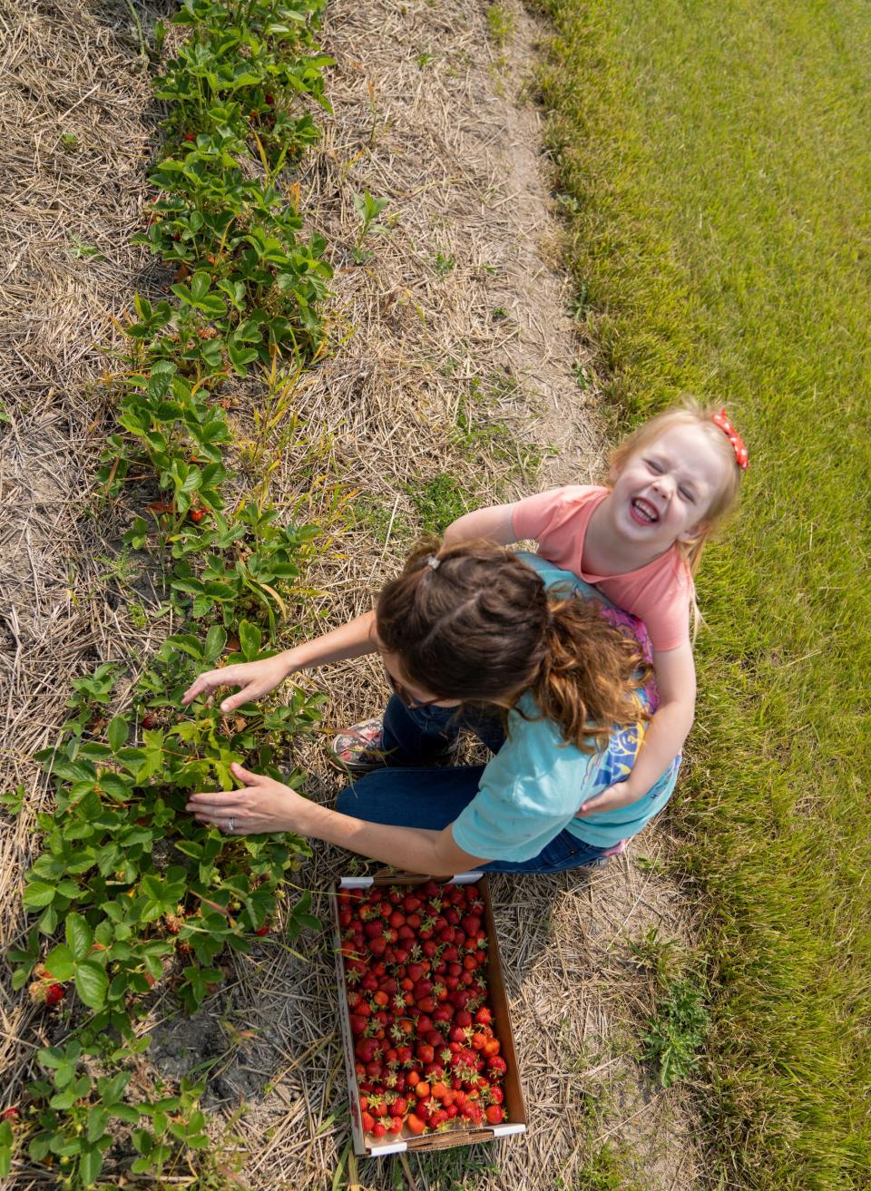 Wren Seals laughs while picking strawberries with her mother, Malorie Seals, on opening day at Whittaker’s Berry Farm in Ida on Wednesday, June 7, 2023. The Whittakers have 14 acres of strawberries to share with the community during their brief 18-21 day season.