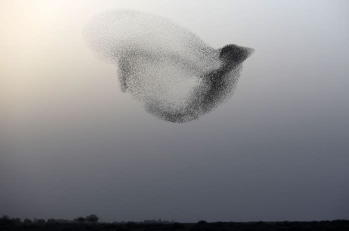 A murmuration of starlings forms the shape of a bird over Rahat, Israel, on January 22, 2018. See more of the week’s best photos <a href="https://www.theatlantic.com/photo/2018/01/photos-of-the-week-aerobatic-performers-snow-monsters-a-murmuration/551624/" rel="nofollow noopener" target="_blank" data-ylk="slk:here.;elm:context_link;itc:0;sec:content-canvas" class="link ">here.</a> (Menahem Kahana / AFP / Getty)
