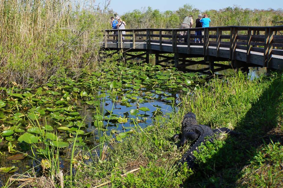 Many national parks offer nature walks, lecture series and other science activities. <a href="https://www.gettyimages.com/detail/news-photo/visitors-walk-near-a-florida-alligator-on-the-anhinga-trail-news-photo/1083581382" rel="nofollow noopener" target="_blank" data-ylk="slk:Leila Macor/AFP via Getty Images;elm:context_link;itc:0;sec:content-canvas" class="link ">Leila Macor/AFP via Getty Images</a>