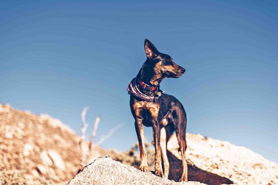 dog on mountain rocks near Albuquerque, New Mexico